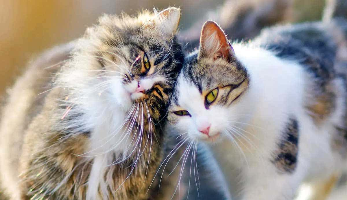 4 Untold Facts About Cat Communication