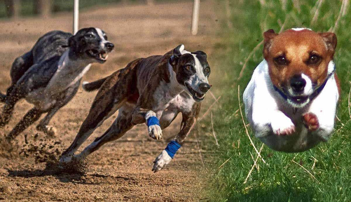 Top 10 Fastest Dog Breeds in the World