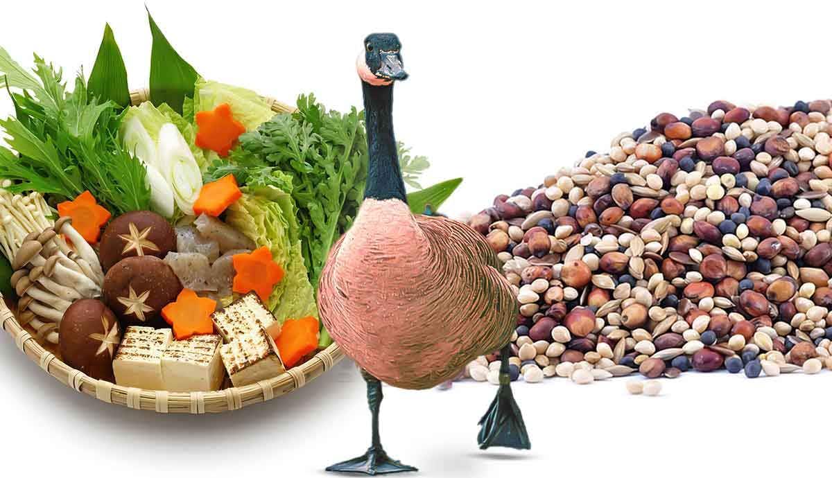 Best Foods to Feed Ducks