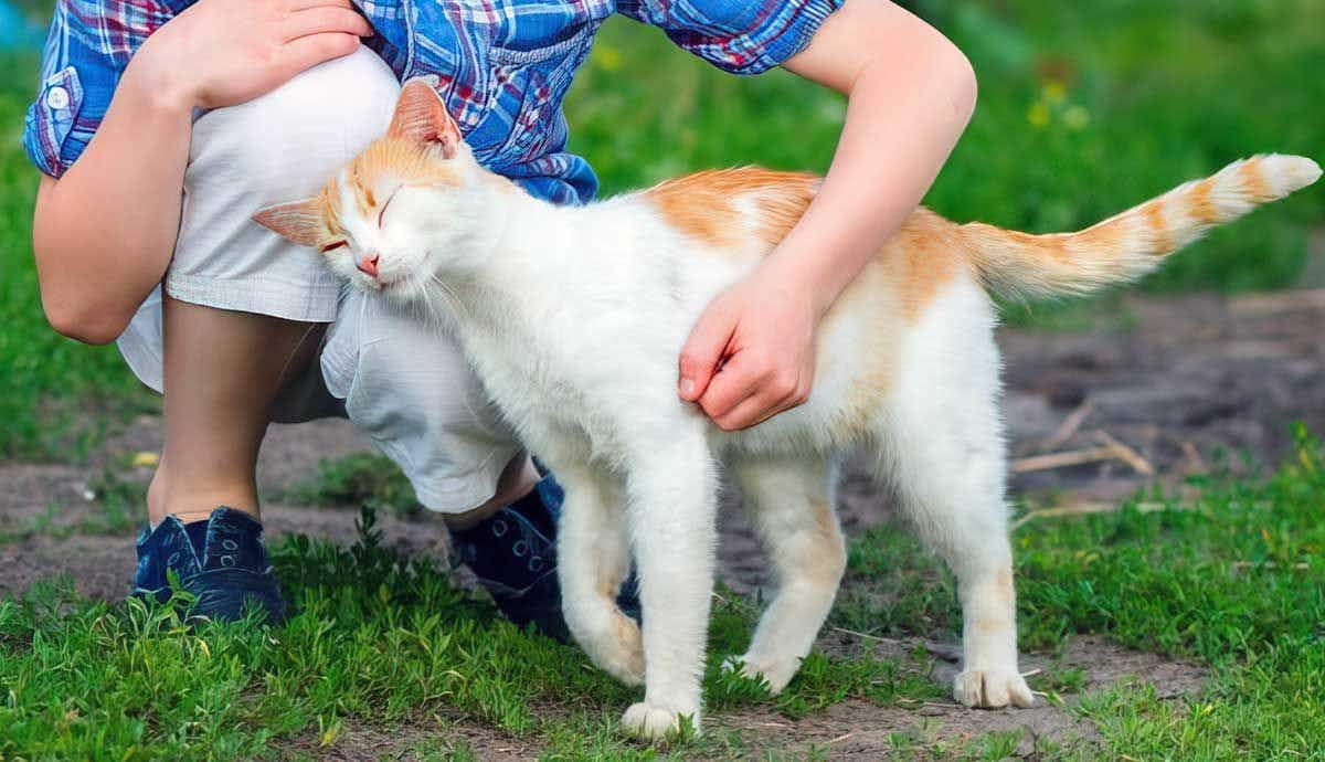 What Does It Mean When Your Cat Headbutts You?