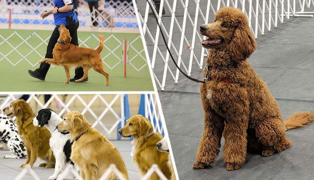The Wonderful World of Competitive Dog Obedience