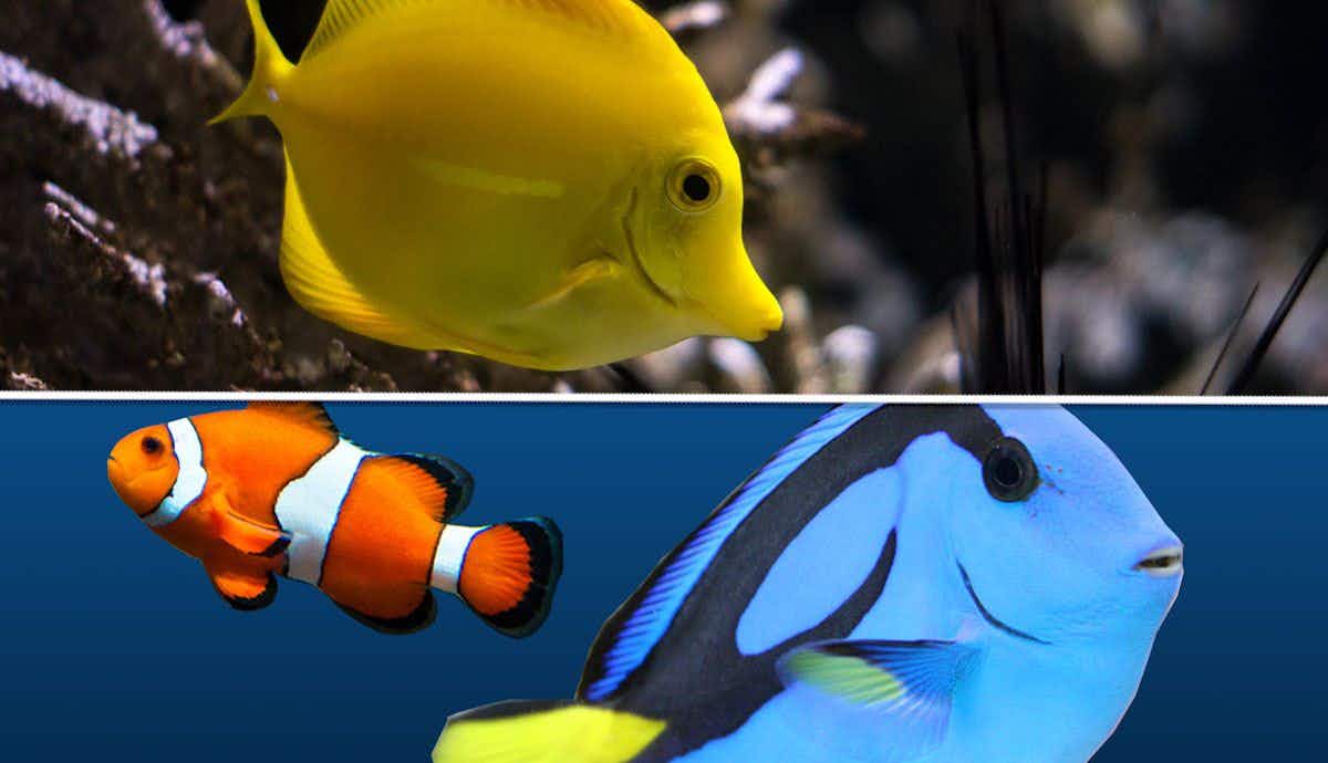 5 Unique Aquatic Creatures for your Aquarium
