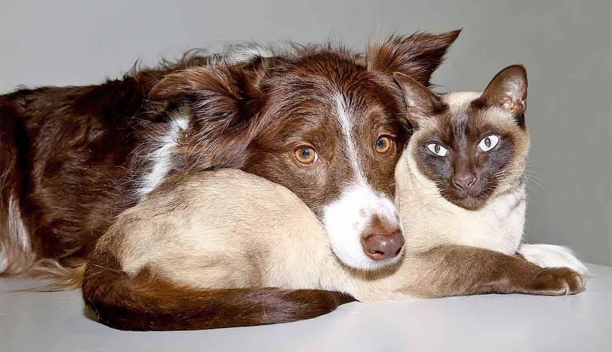 Should You Desex Your Pets?