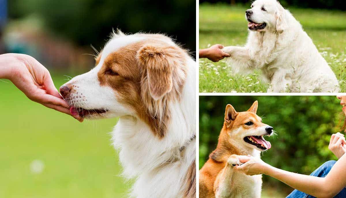 Top 10 Training Tricks for Your New Dog