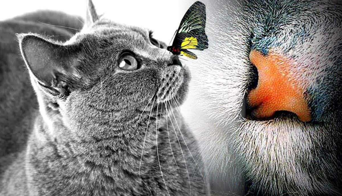 What Makes Your Cat’s Nose So Special?