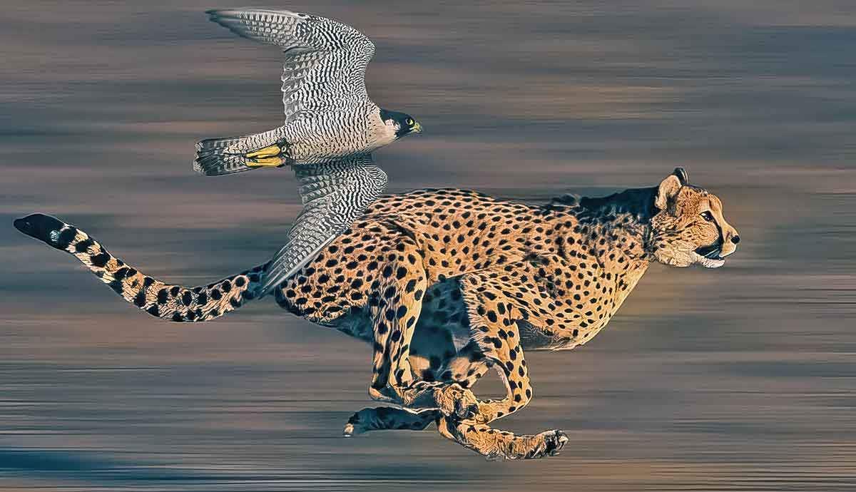 What Is the Fastest Animal on Earth?