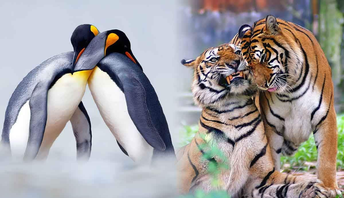 Why are Some Animals Monogamous?