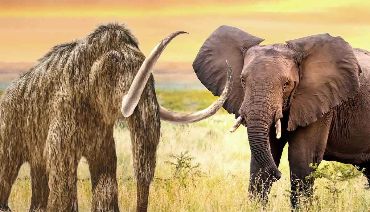 Elephant vs. Mammoth: What Are The Differences?
