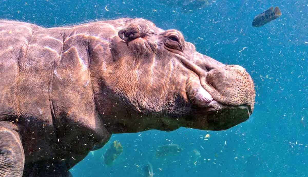 Can Hippos Breathe Underwater?