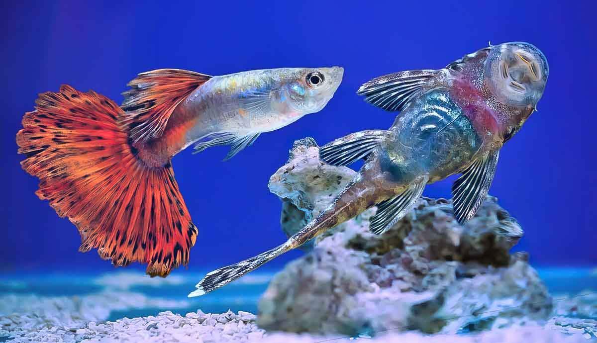 7 Best Tank Mates for Guppies