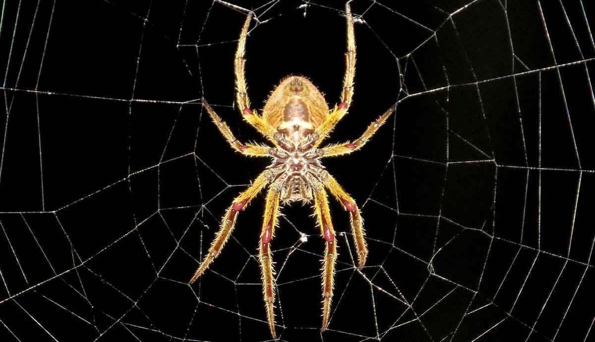 10 Incredible Facts About Spiders