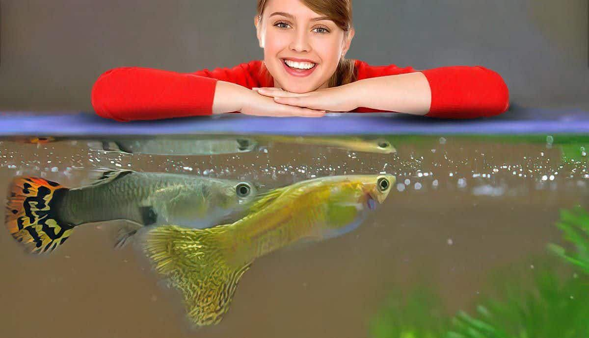 Care Tips for Guppies