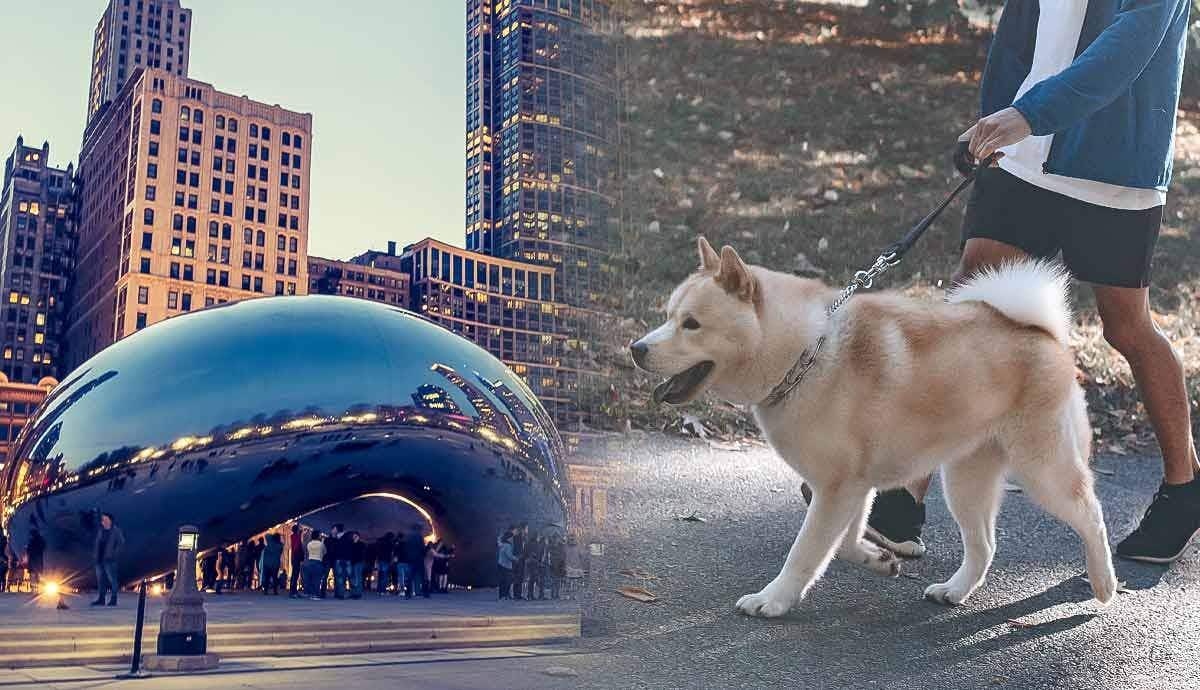 10 Dog Friendly Places to Visit in Chicago