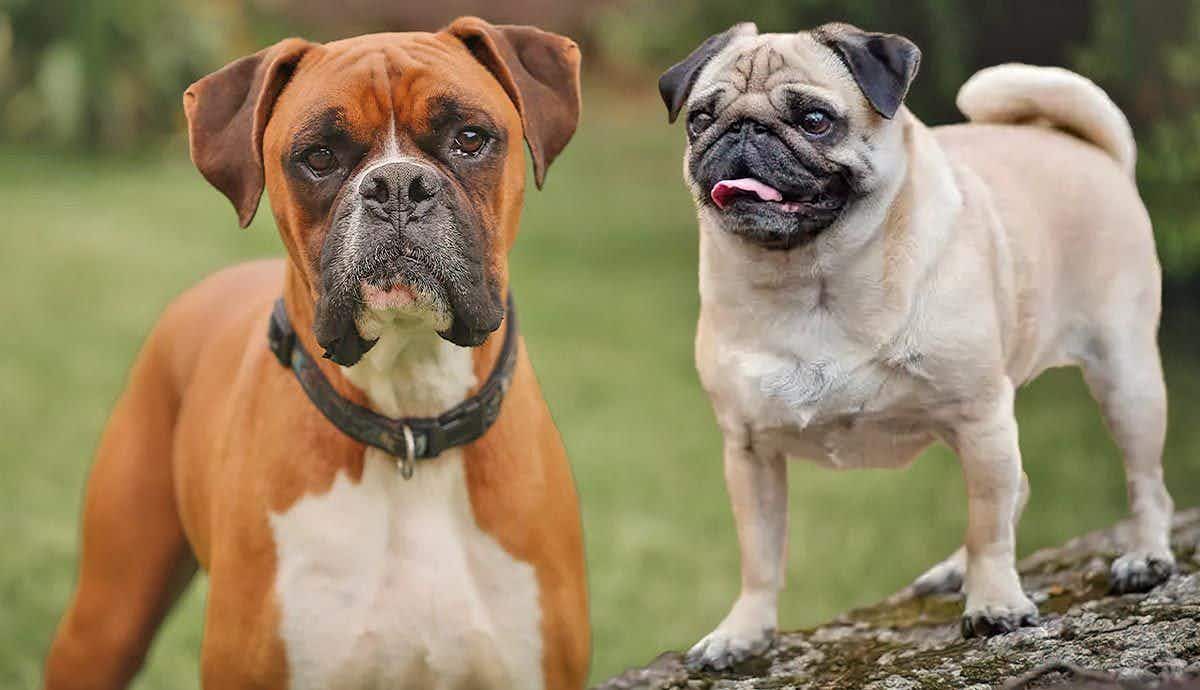 What Are Brachycephalic Dogs?