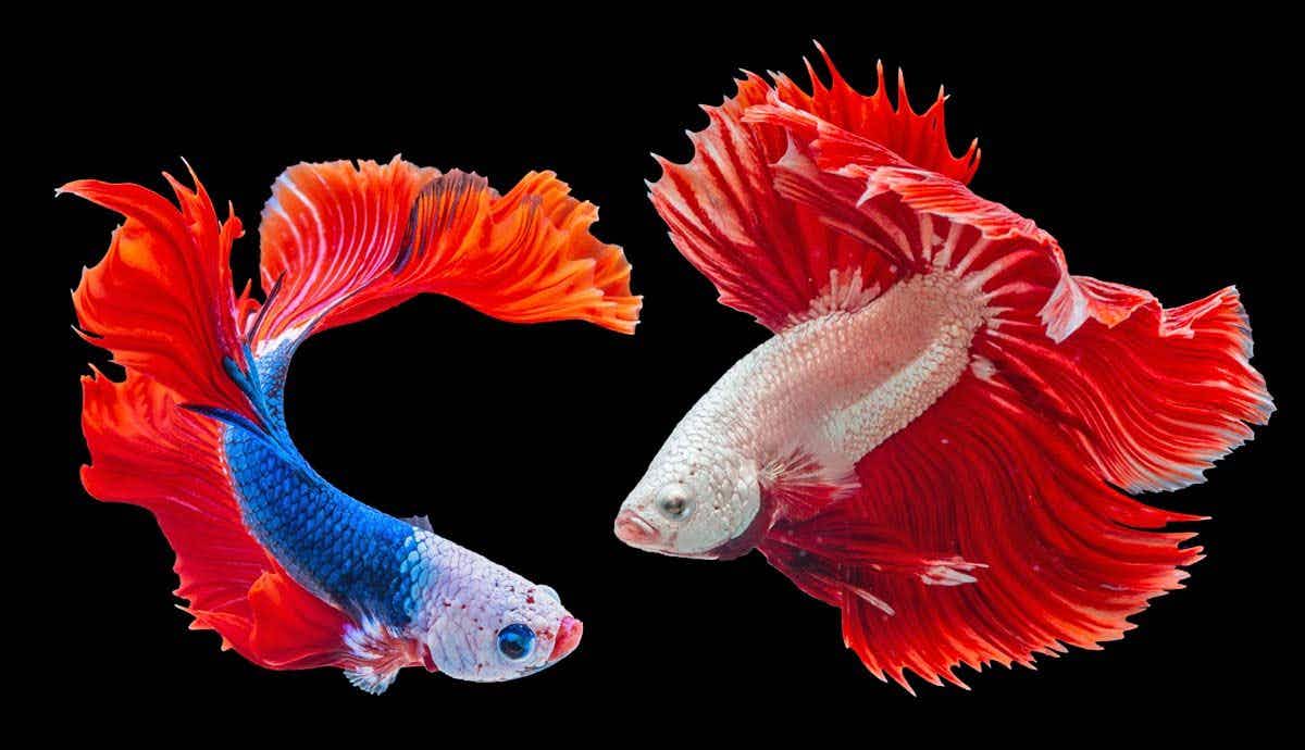 5 Misconceptions About Betta Fish