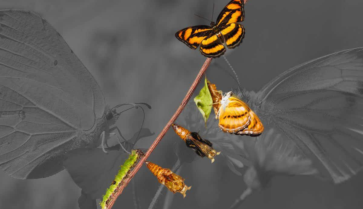 Why Is the Lifespan of Butterflies So Short?