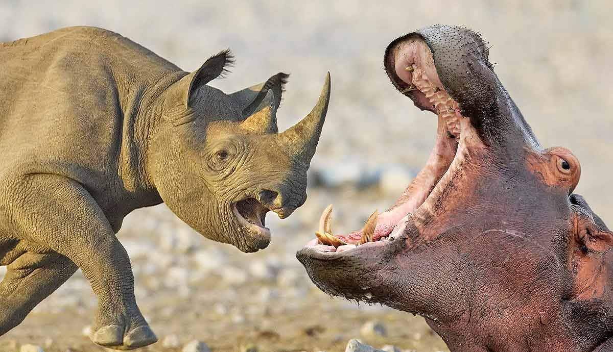Hippo vs. Rhino: Who Wins the Fight?