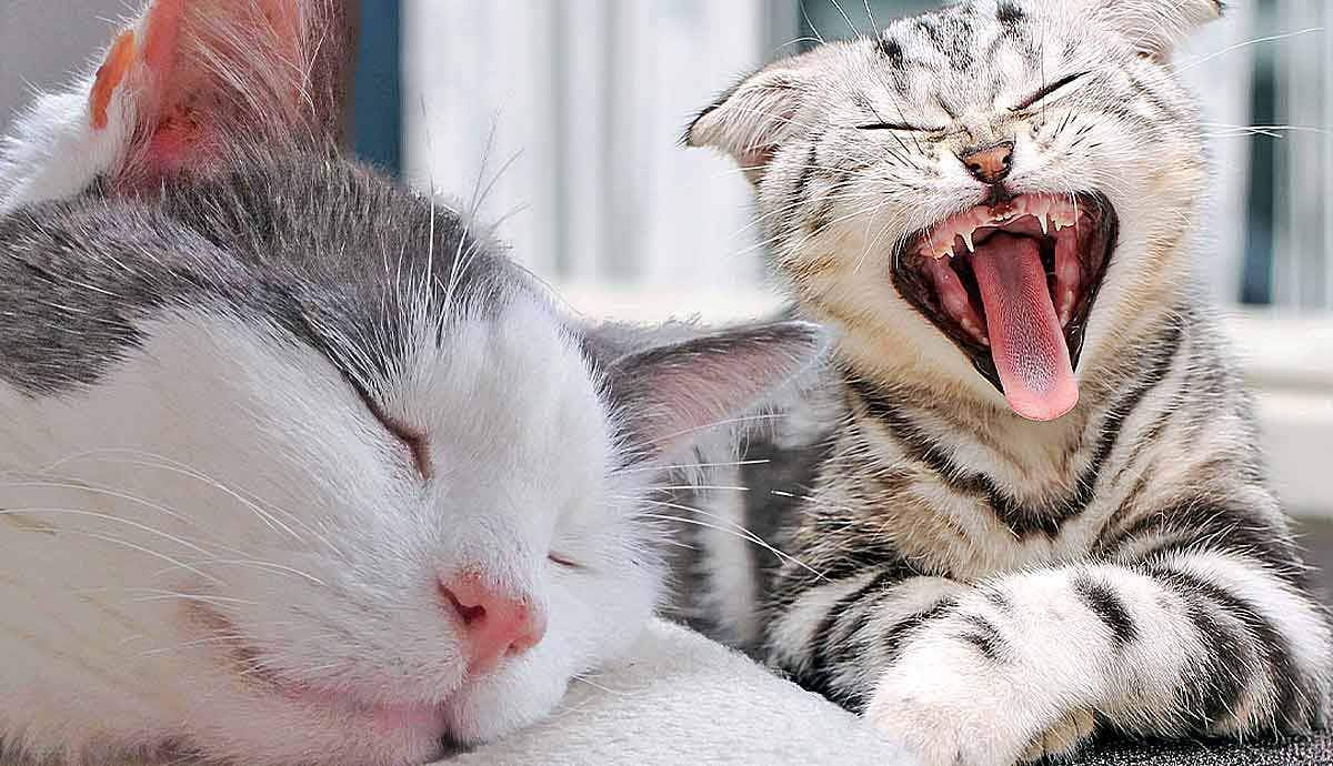 Why Do Cats Sleep So Much?