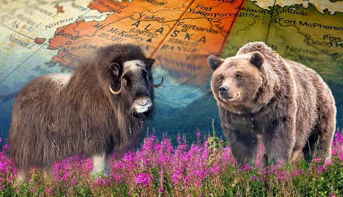 7 Amazing Animals of Alaska