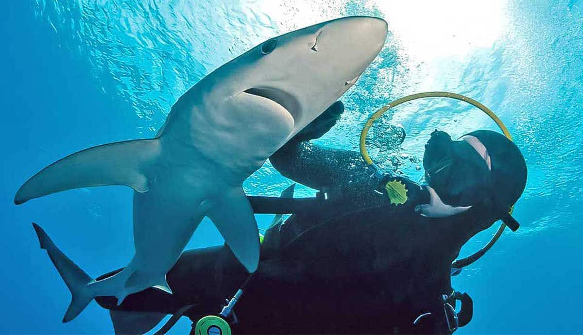 How Are Sharks Tracked in the Ocean?