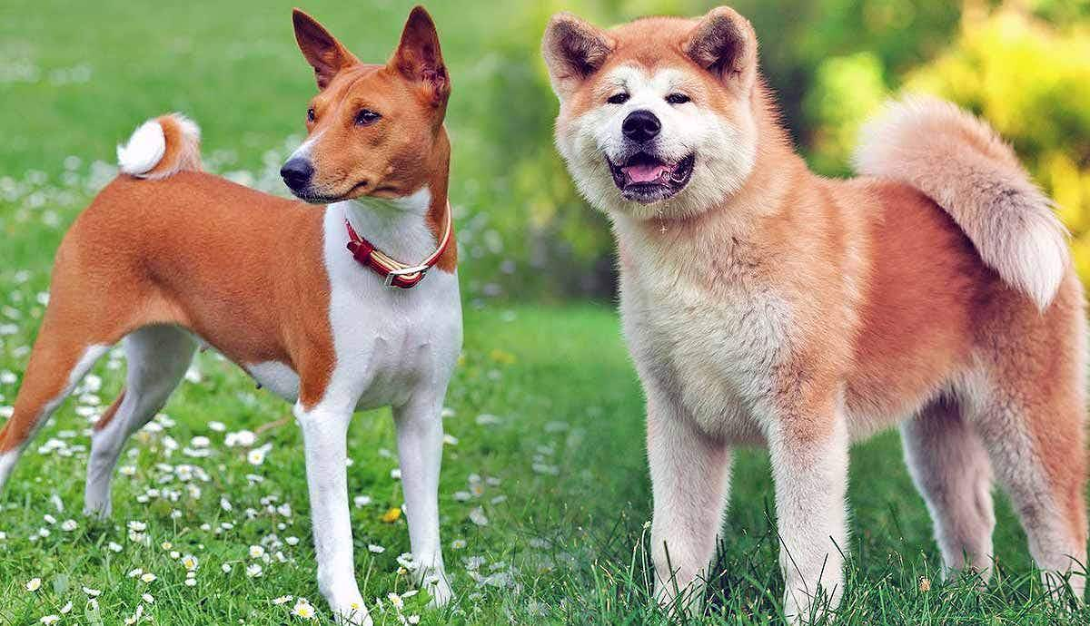 5 Ancient Dog Breeds Still Loved Today