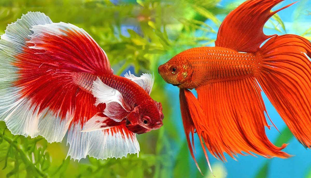 Do Siamese Fighting Fish Make Good Pets?