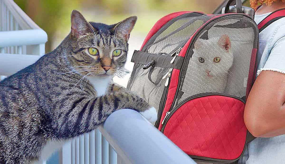 Should You Take Your Cat on Vacation?