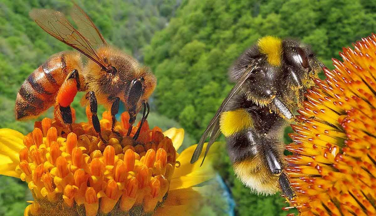 The Consequences of a World Without Bees