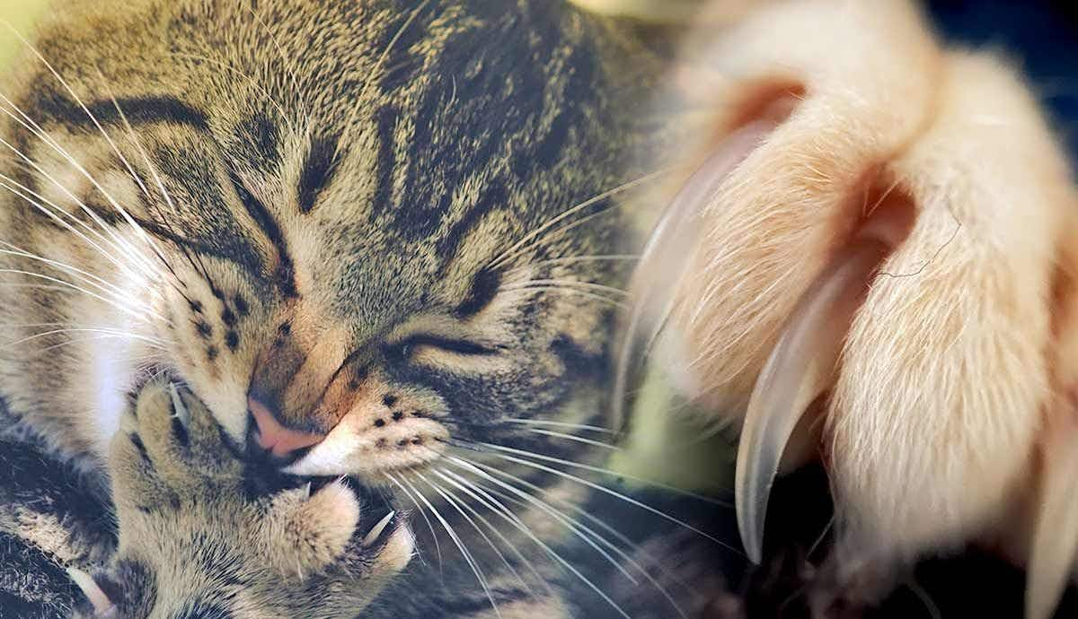 Why Do Cats Bite Their Claws?