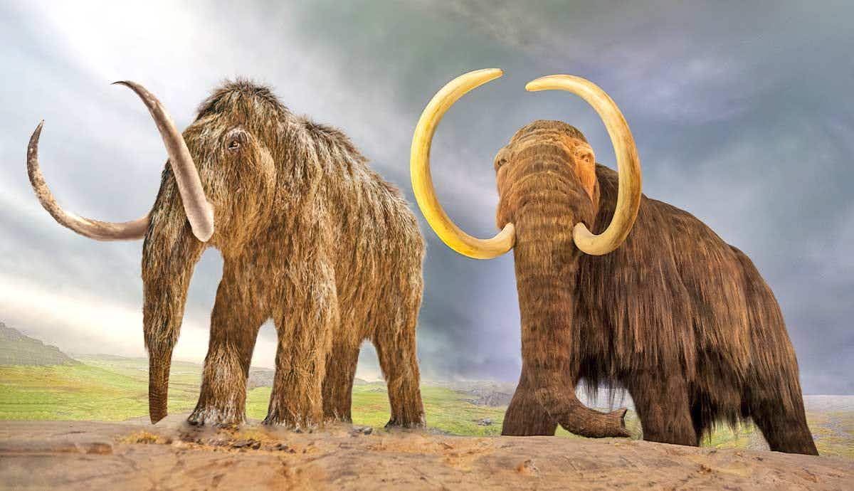 Woolly Mammoths vs. Mastodons: What’s the Difference?