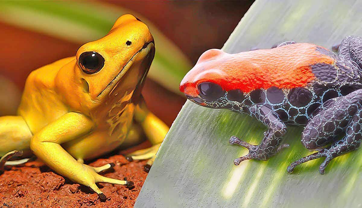 Are Poison Dart Frogs Dangerous?