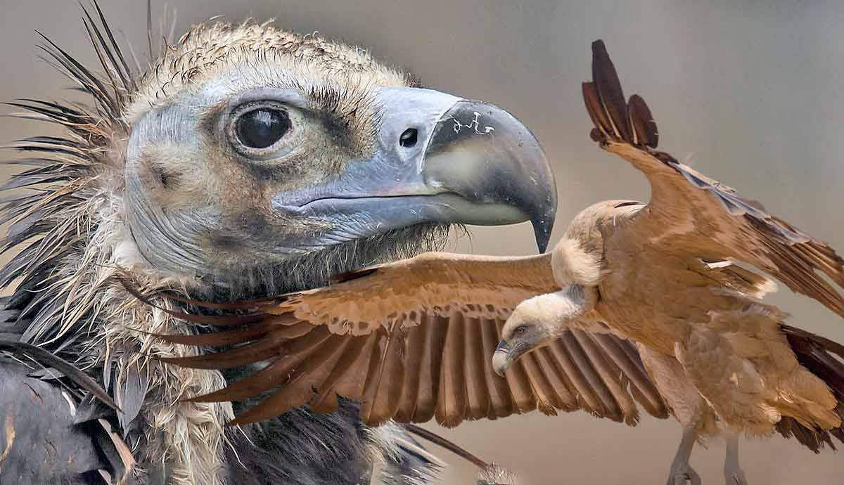 Misconceptions and Realities: Are Vultures Dangerous?