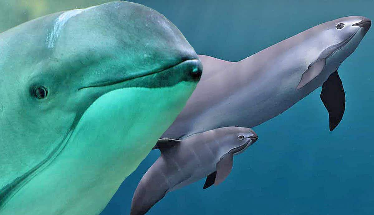Why is the Vaquita Porpoise Going Extinct?