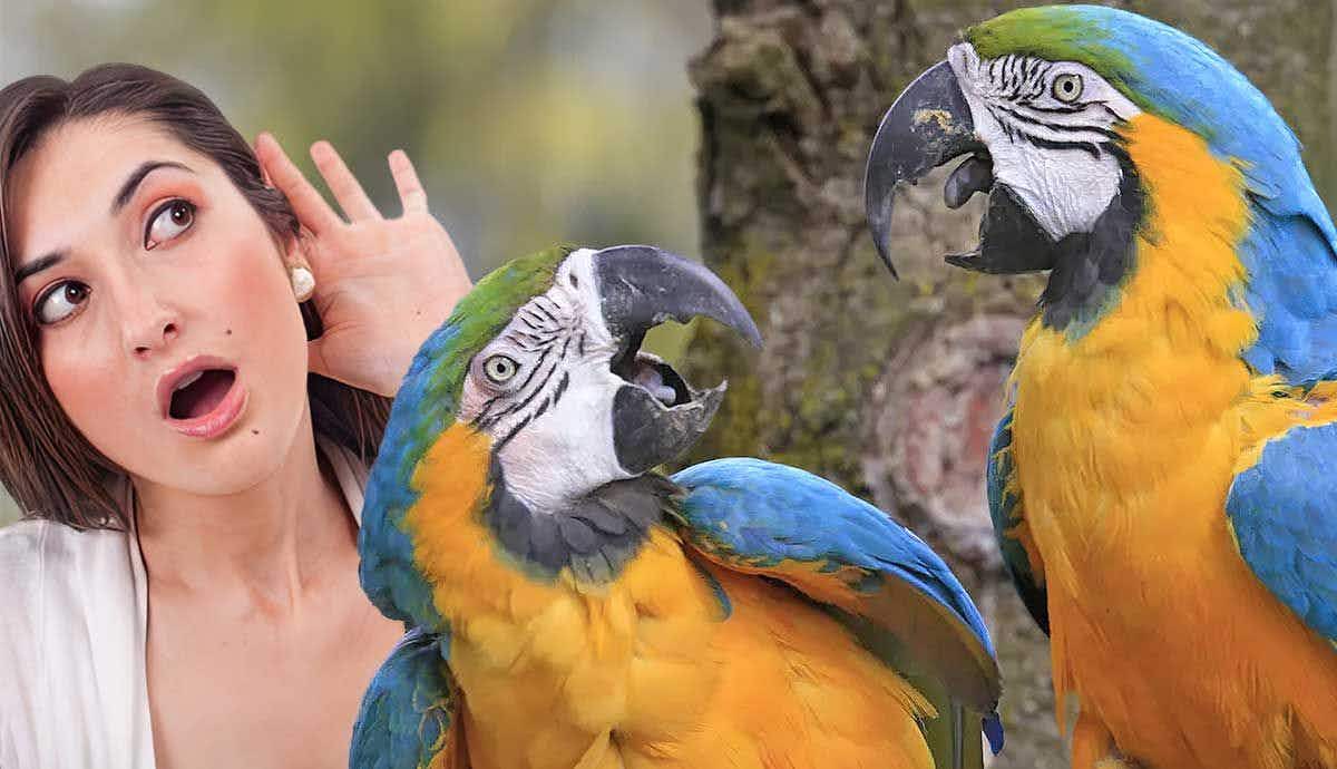 Do Parrots Understand What They’re Saying?