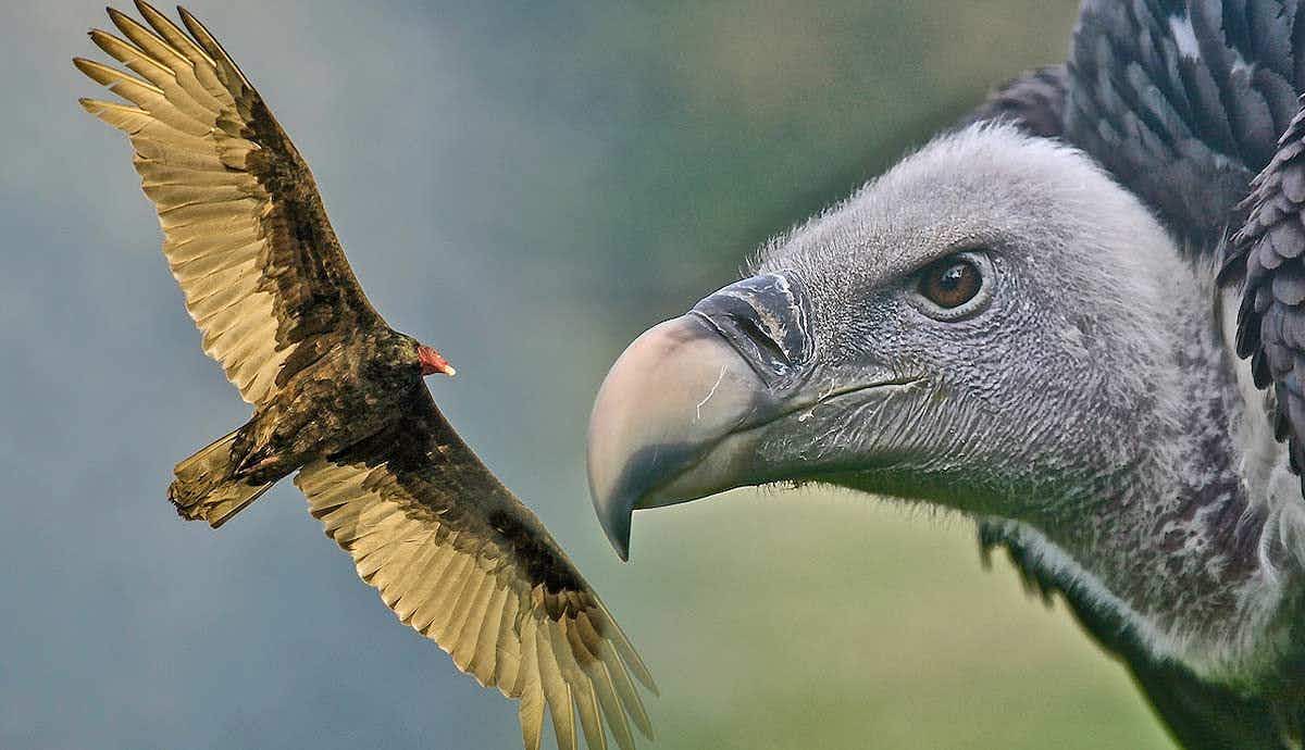 Why is a Vulture’s Head Featherless?