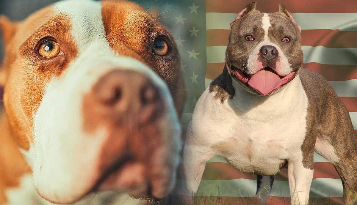 5 Reasons Why We Love the American Bully