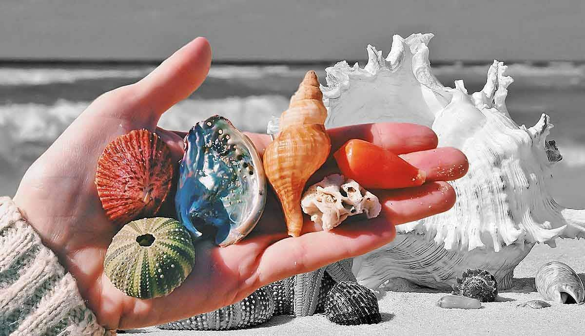 Where do Seashells Come From?