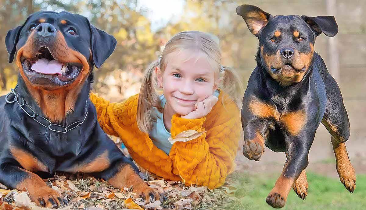 5 Top Qualities of the Rottweiler