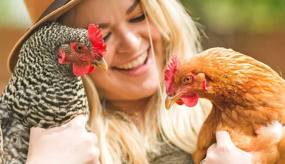 Can You Keep Chickens as Indoor Pets?