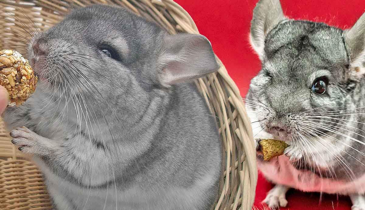 5 Fun Facts About Chinchillas