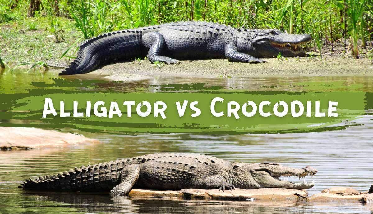 Alligator vs. Crocodile: How to Spot the Differences?