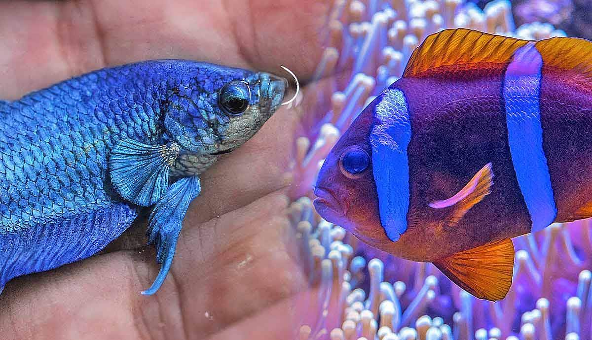 Freshwater vs. Saltwater Aquarium: Which is Best?