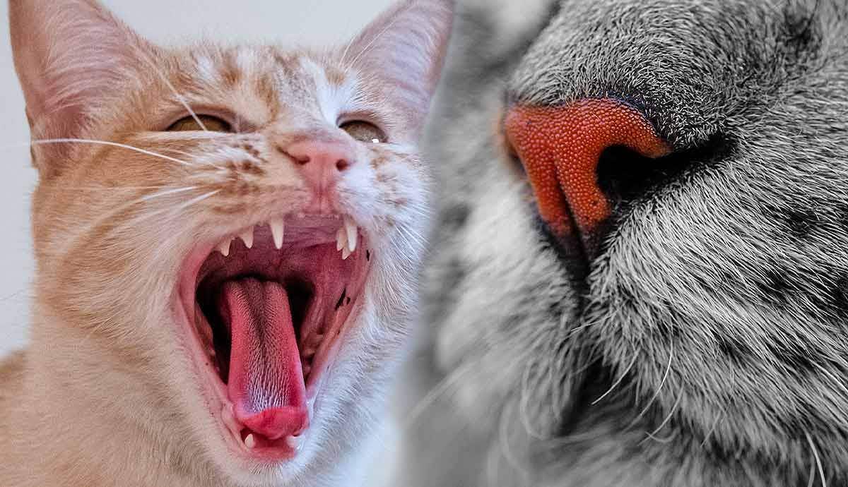 5 Freaky Facts About Cats