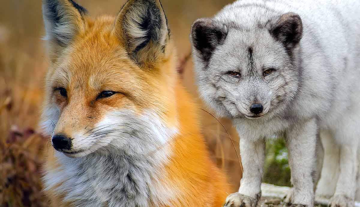 5 Reasons Not to Own a Pet Fox
