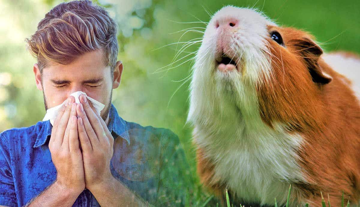 7 Perfect Pets for People with Allergies
