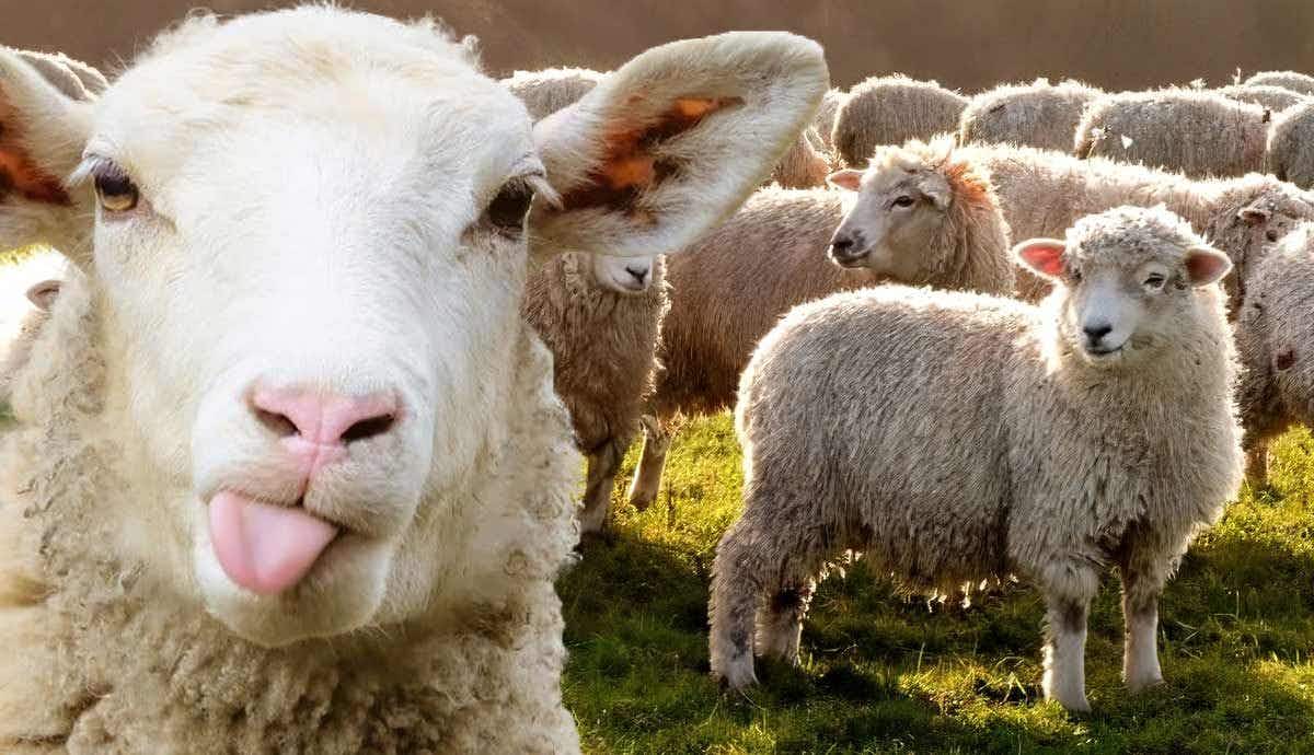 7 Things You Didn’t Know About Sheep