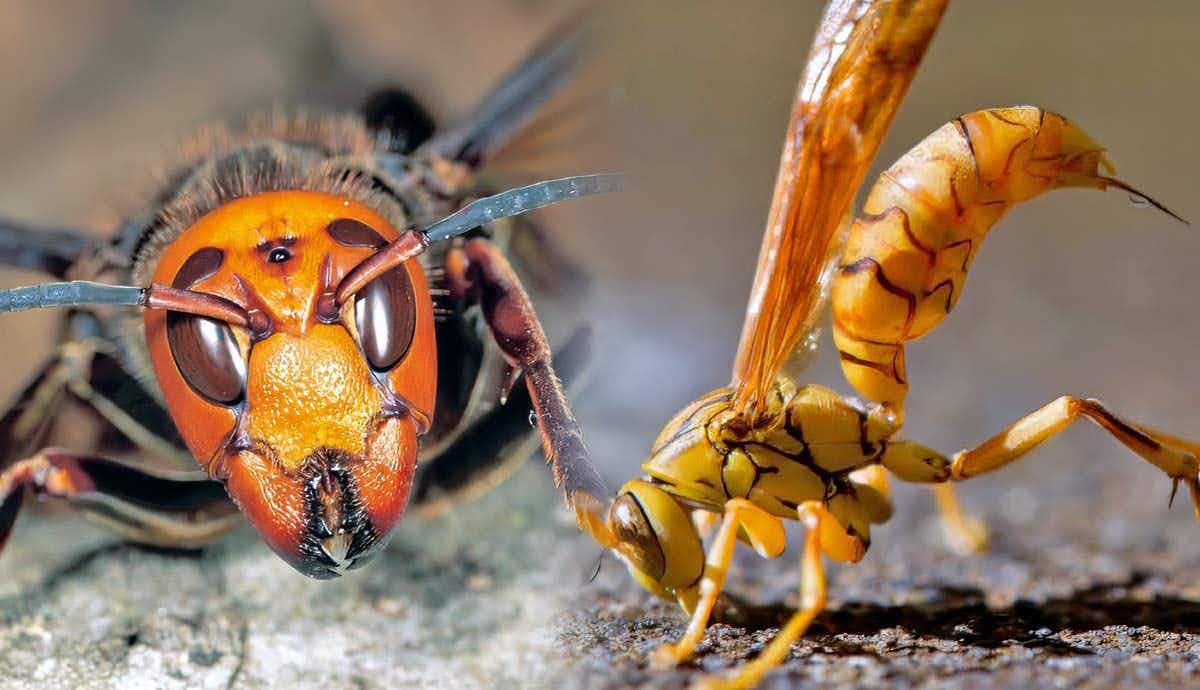 Top 5 Most Painful Insect Stings in the World