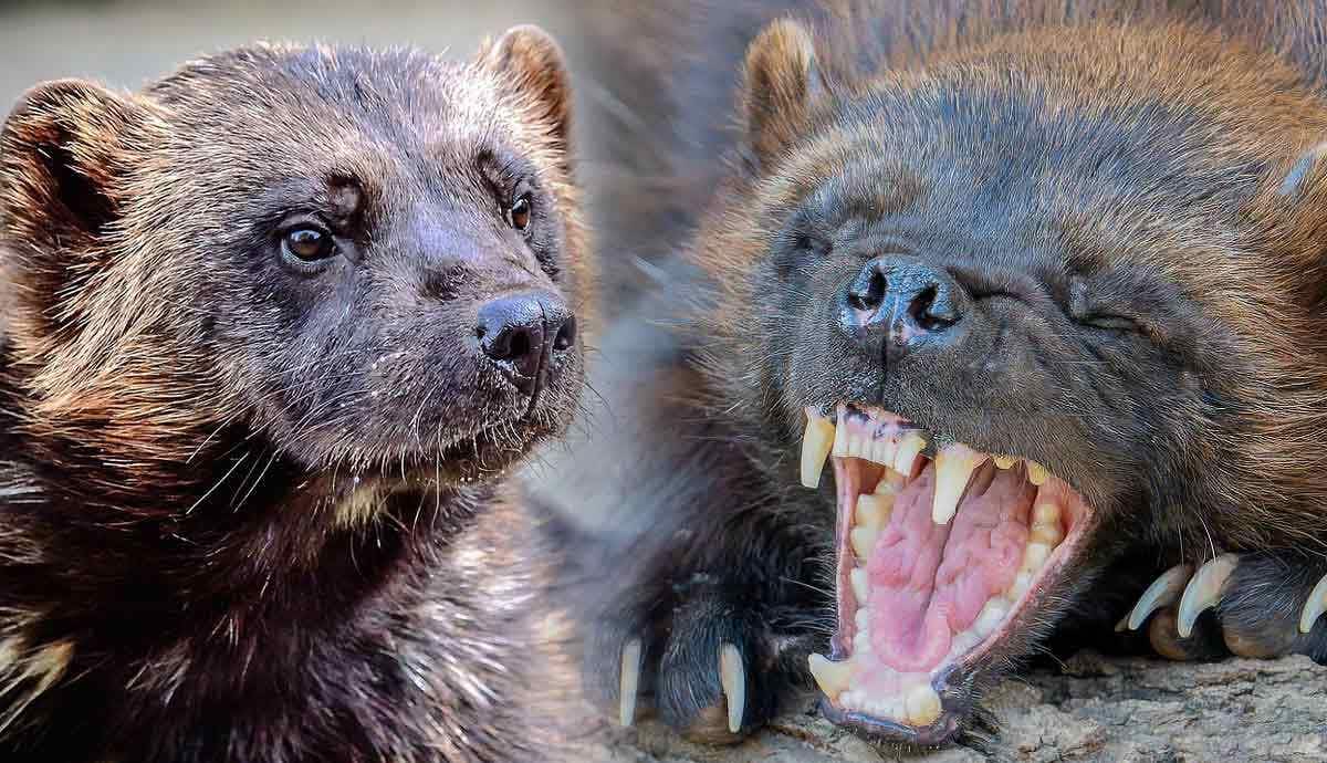 5 Unbelievable Facts About the Wolverine