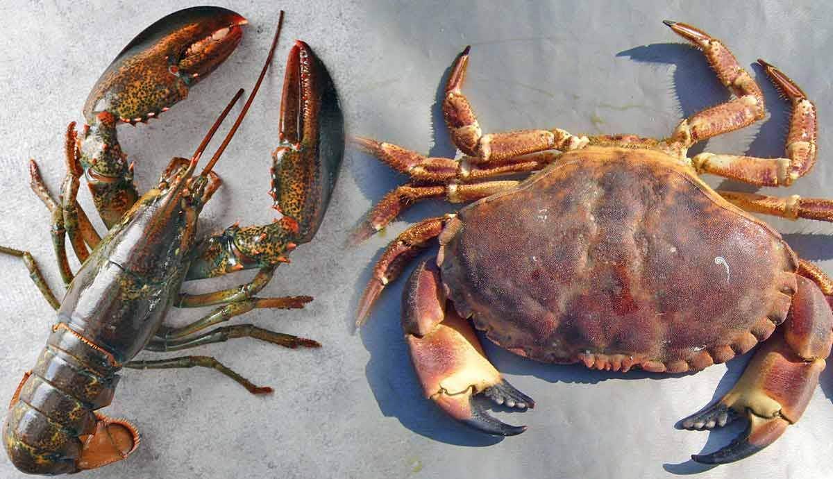 Lobsters vs. Crabs: What’s the Difference?