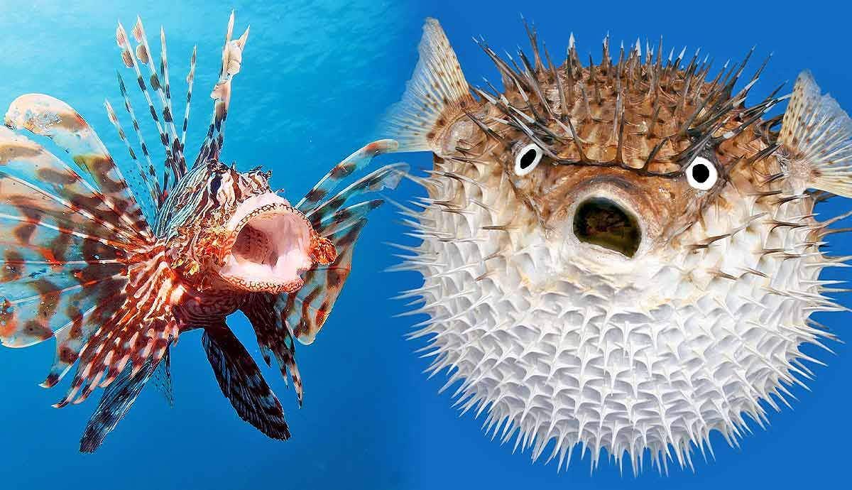 Top 7 Most Venomous Sea Creatures